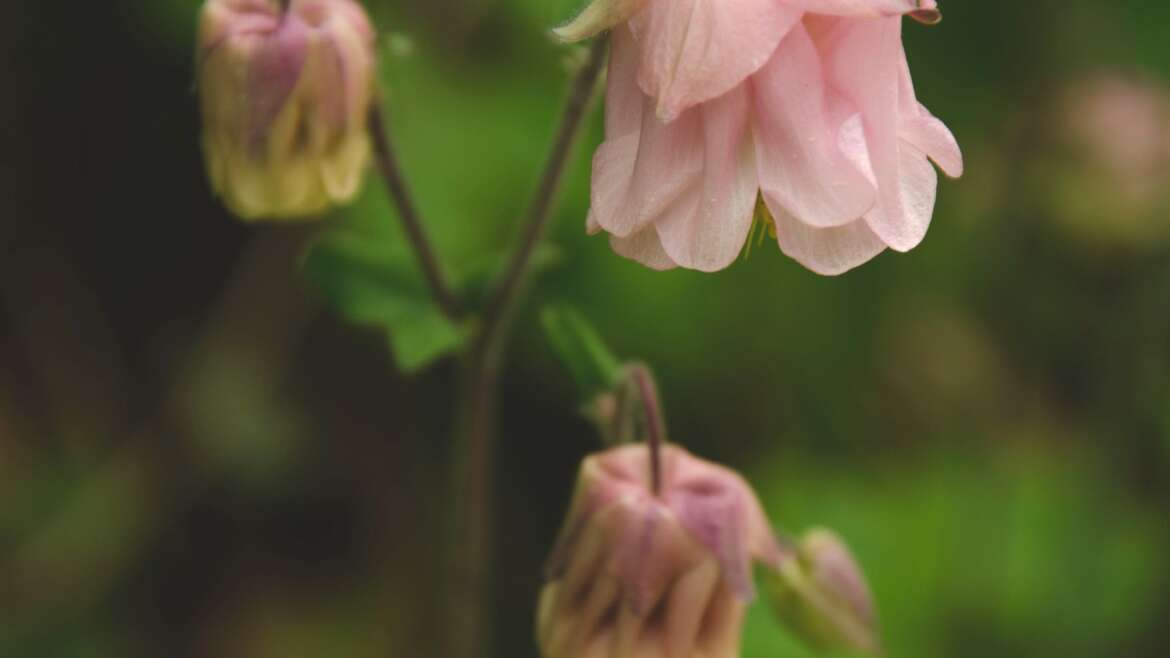 Filippi 4,12-13; 19-20 