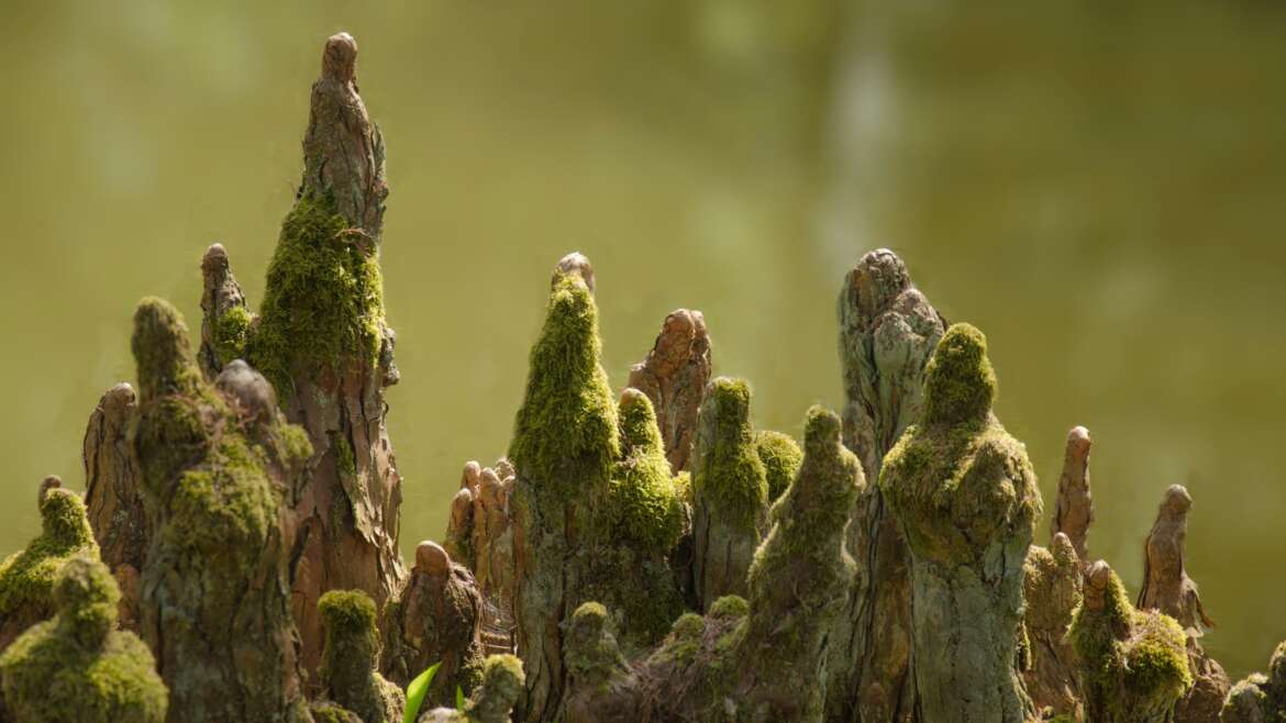 3Mózes 17,10-12 és 14