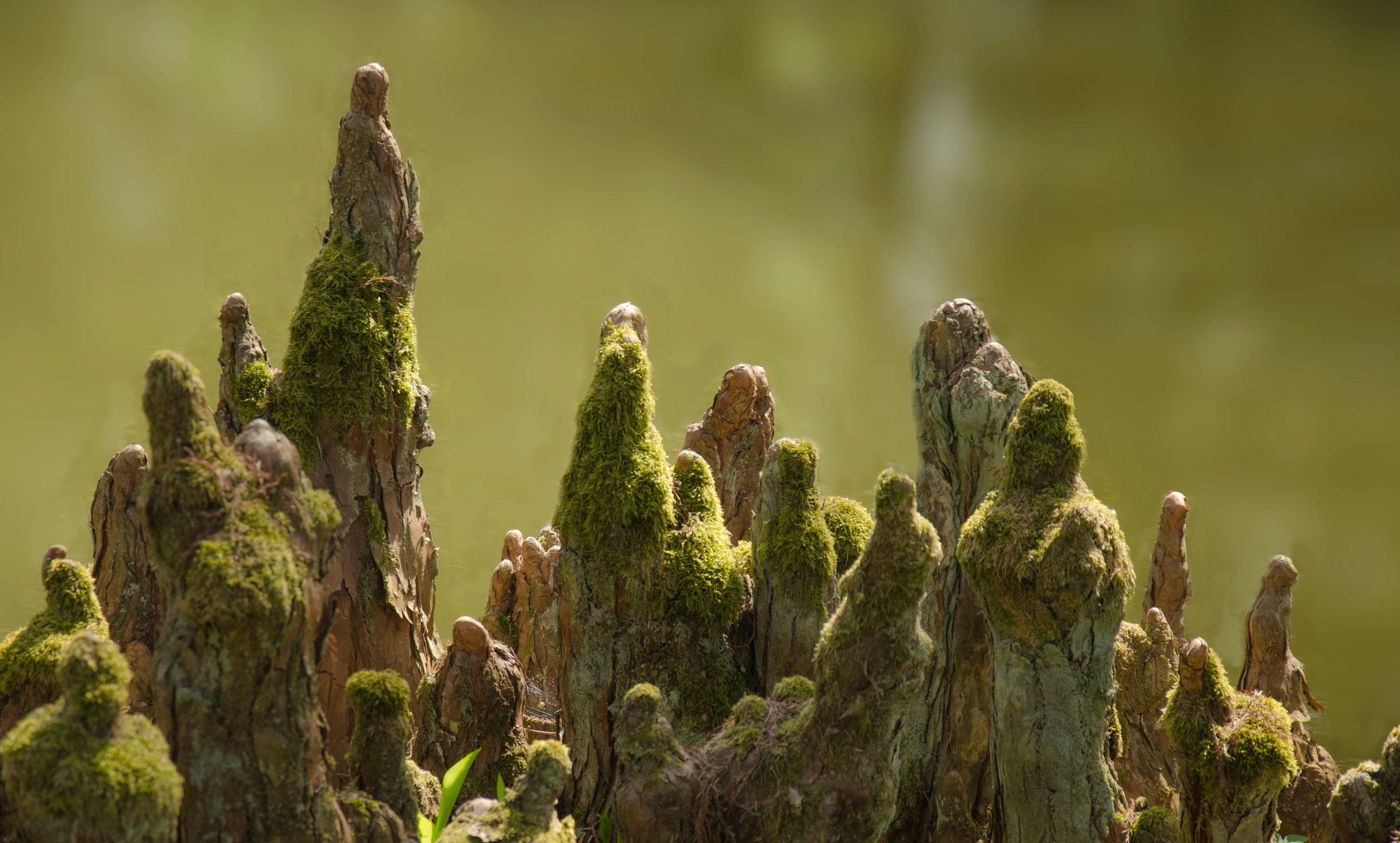 3Mózes 17,10-12 és 14