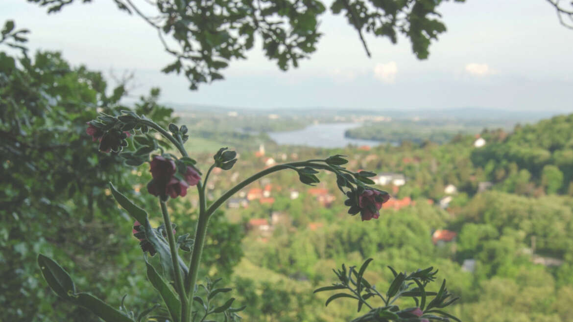 Róma 15,5-6 és 13 