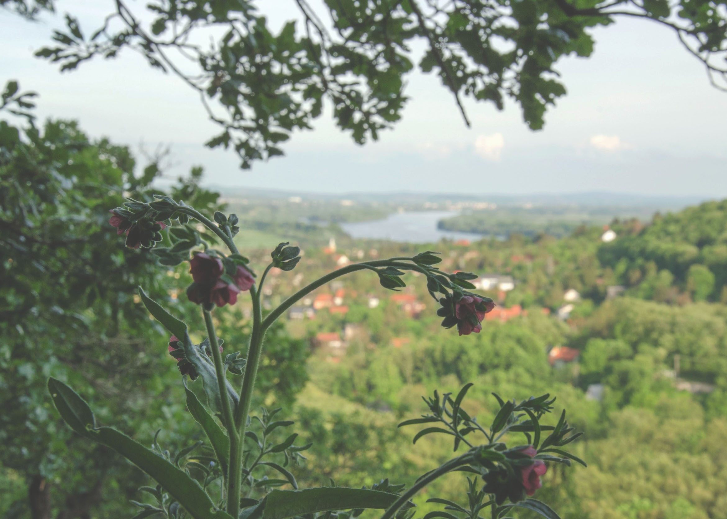 Róma 15,5-6 és 13 