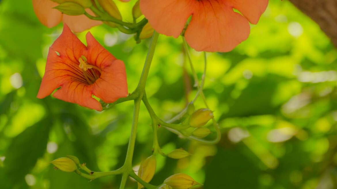 3Mózes 20,7-8 és 26 