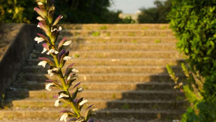 Ezékiel 9:4 ; Jelenések 22:1-5  