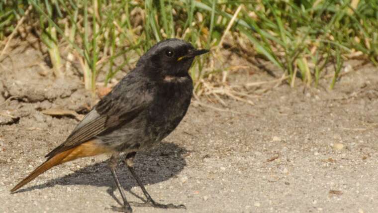 Máté 13,3-4 és 19 