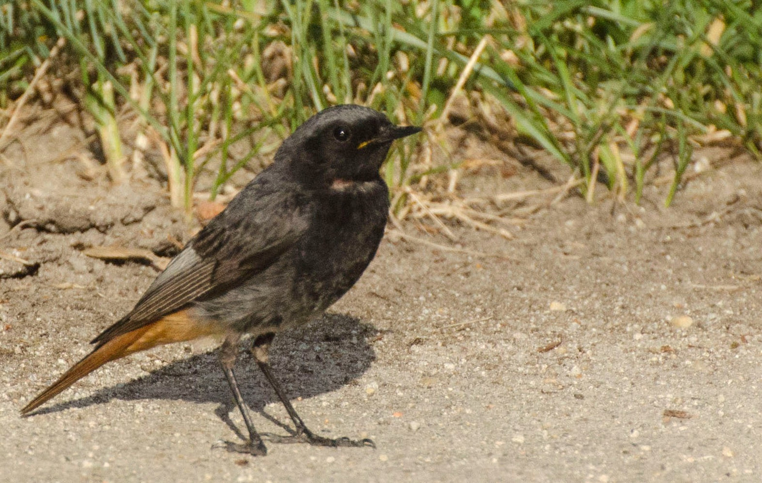 Máté 13,3-4 és 19 