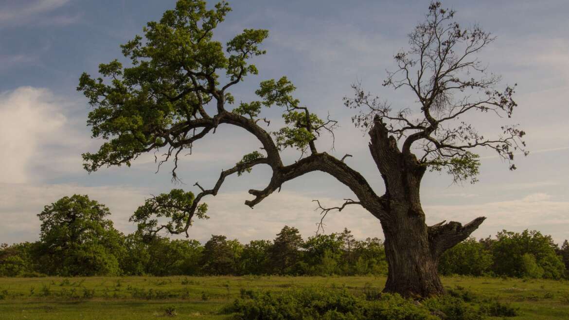 Máté 13,5-6 és 20-21  