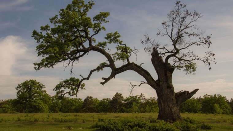 Máté 13,5-6 és 20-21  